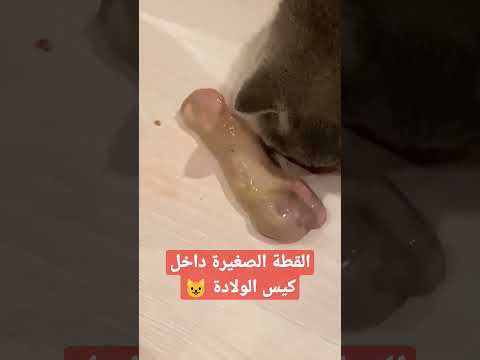 ولادة القطة الصغيرة داخل كيس الولادة يوميات قطتي البيضاء daily my cats whaite my white cats vlog