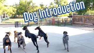Great Dane meets the group