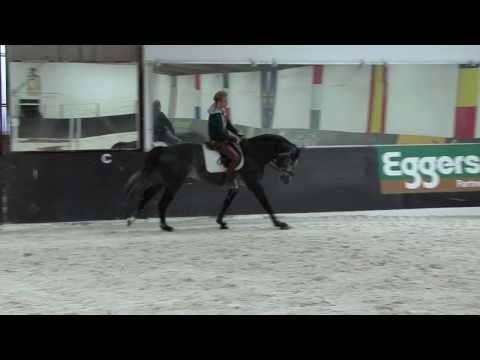 4 yo holstein stallion by Qvenetie / Quite easy / Casino / Capitol