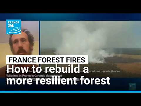 Building a 'different kind of forest' after devastating wildfires