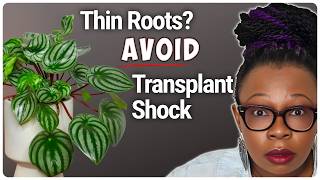 Safest Way to Move Fragile-Rooted Plants into Semi Hydroponics