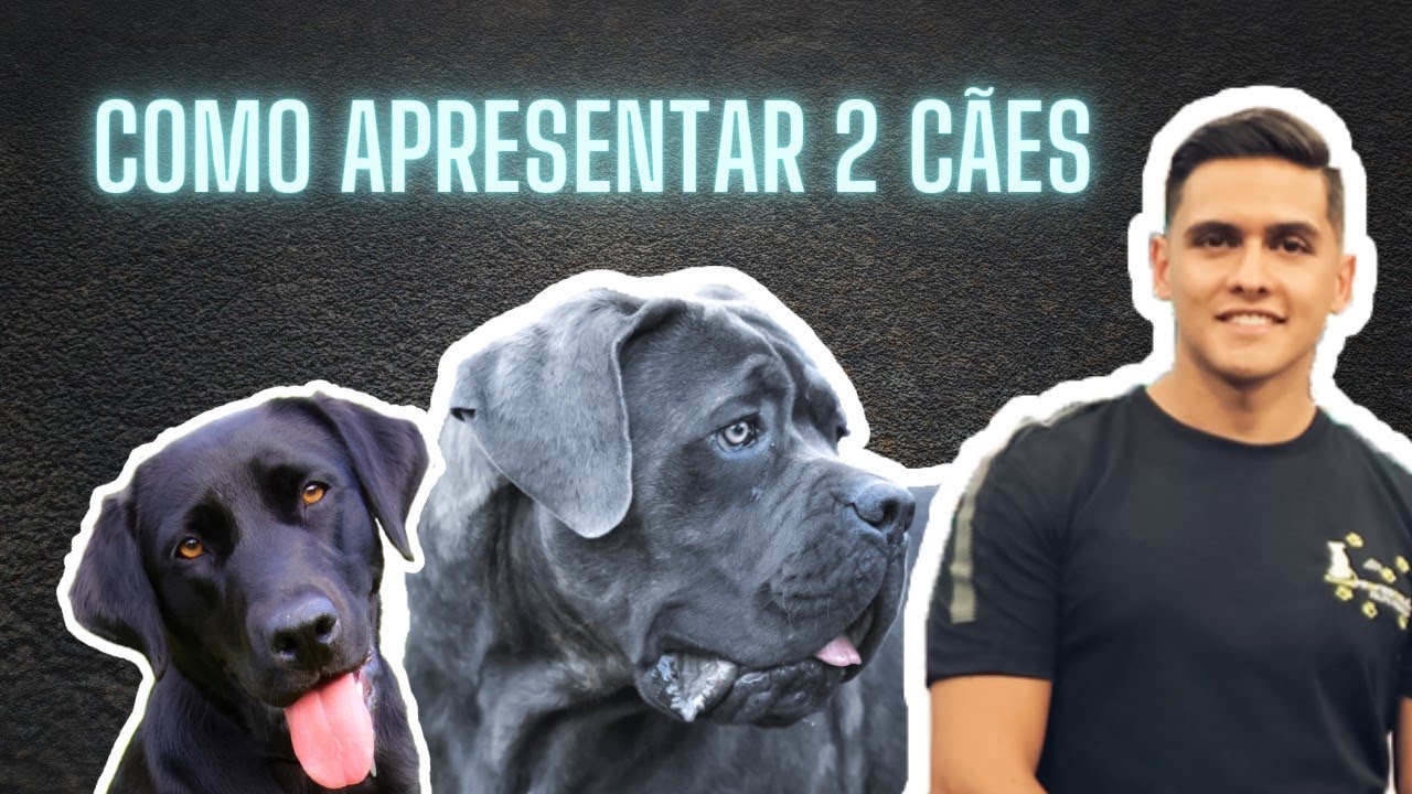Watch Now APRESENTANDO O CANE CORSO AO LABRADOR | COMO SOCIABILIZAR APRESENTANDO O CANE CORSO AO LABRADOR | COMO SOCIABILIZAR
