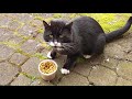 Feral Tuxedo Cat Liberace Fights Nonstop Both Ears Injured He Really Wants Me To Pet Him But FEAR