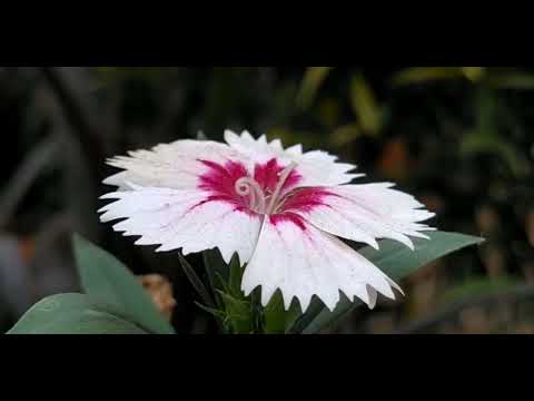 The Silence Of Flowers | Tribute | Soumitra Chatterjee | Poila Boishakh|