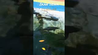 Download lagu WISATA IKAN DEWA, CIBULAN,KUNINGAN,JAWA BARAT #shorts mp3