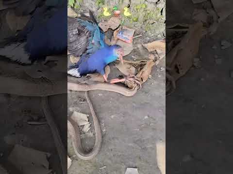 Olha essa cena gente?⚔️