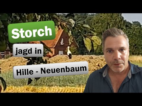 Natur hautnah: Storch bei der Jagd in Hille Neuenbaum