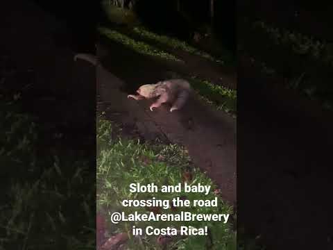 Rare Sloth with Baby Sloth crossing the road!
