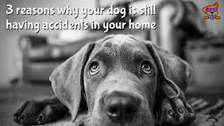 3 reasons why your dog is still having accidents in your home