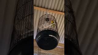 Download lagu Lovebird DIVA milik om Apdhi Toro belum ketemu setingan yang pas mp3