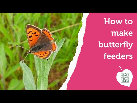How to Make Butterfly Feeders with the Forest