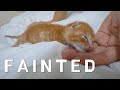 The Baby Kitten Suddenly Fainted After Eating