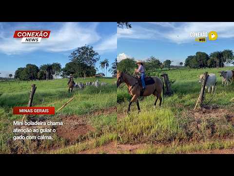 Vídeo: Mini boiadeira chama atenção ao guiar o gado com calma.