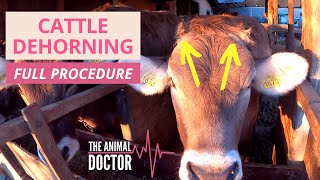 Cattle Dehorning (Dairy Cows) - HOW TO DO IT