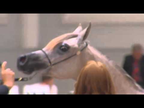 Berlin Cup Werder 2013 - Fillies 1 year old (Class 3) - N.7 AL MALIKA