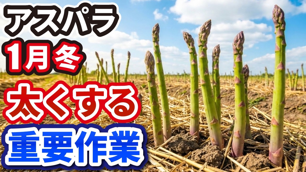 【アスパラガスの育て方】太いアスパラにする大切な冬の重要作業【1月】