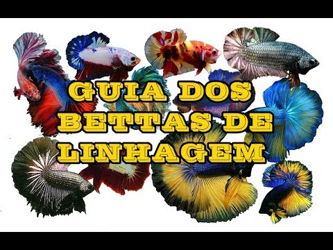Guia dos Bettas de Linhagem [Linhas/Tipos de Cauda/Abertura]