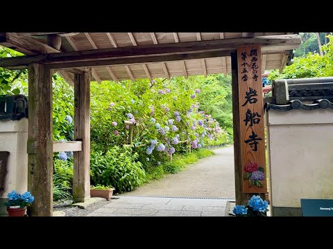 岩船寺の紫陽花