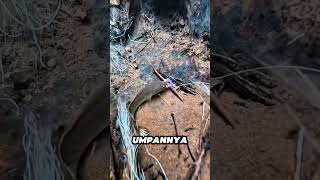 Download lagu See fish in the water #fishing #fishing #fish #beautifulfishing #fishingmania mp3 Download lagu See fish in the water #fishing #fishing #fish #beautifulfishing #fishingmania mp3