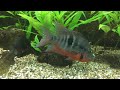 Thorichthys meeki Thorichthys meeki