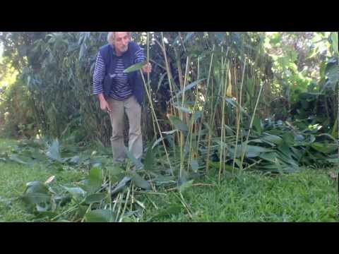 Tiger Grass Useful in Garden