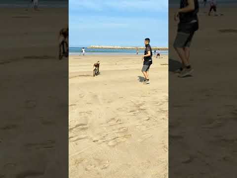 training for Belgian Malinois 🔥🔥#malinoislovers #malinois