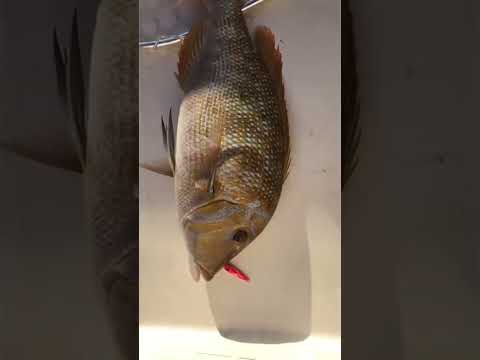 Extra large emperor fish - ultra light jigging fishing