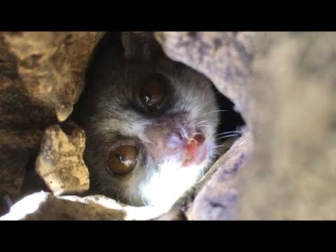 This is the cutest lemur you have ever seen! :)