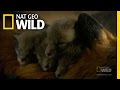 Growing Fox Cubs Nat Geo Wild