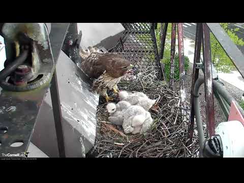 Arthur Delivers Live Robin Nestling to Cornell Hawks Nest, Big Red Feeds It To Chicks – May 17. 2019