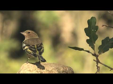 PINZON VULGAR | CHAFFINCH | Fringilla coelebs