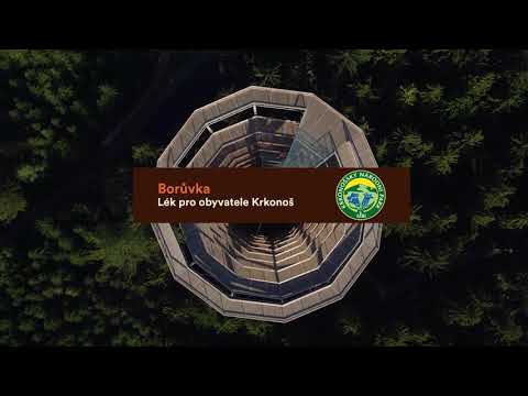 Borůvka - lék pro obyvatele Krkonoš