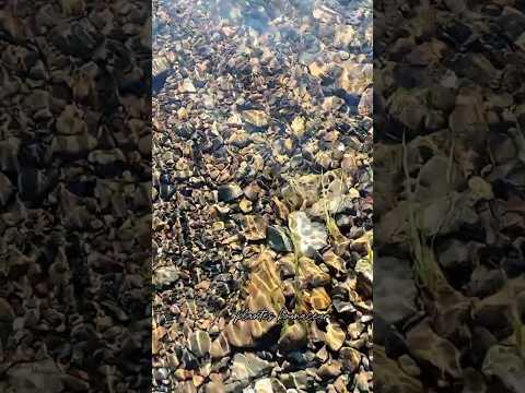 #garden #plants #gardening #nature