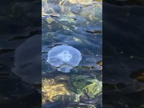 meduza#swim#inthe#ocean#beauty#nature