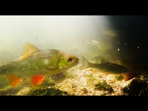 EPIC Small River Fishing!