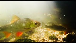 EPIC Small River Fishing!