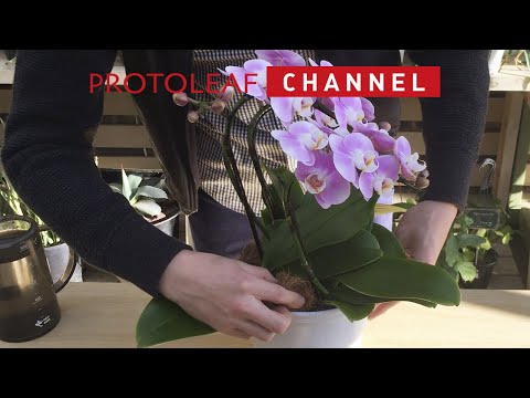 蘭に最適な水やり方法を知っていますか?溺れないようにする方法は次のとおりです！  庭園