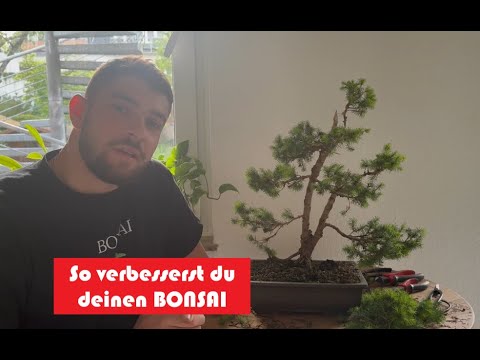 So entwickelst du deinen BONSAI weiter: Fichte Rückschnitt und entdrathen. (Bonsai selber machen)
