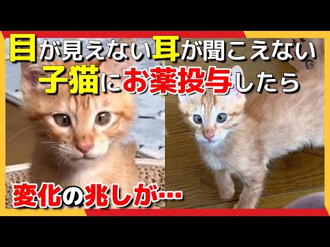 目の見えない猫は再び目が見えるようになるのでしょうか?