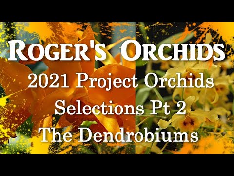2021 Project Orchids - Selections Pt 2, The Dendrobiums