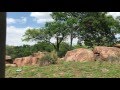 Lioness Nudges Other Sleeping Lion