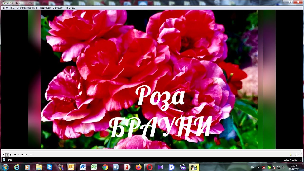 Роза БРАУНИ     Rose BRAWNIE