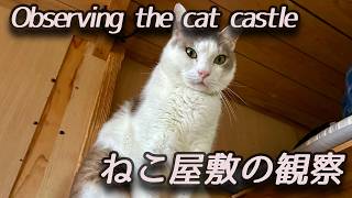🇯🇵3 猫屋敷の観察 Observing the cat castle