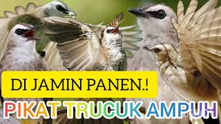 Download lagu PIKAT TRUCUK AMPUH!! SUARA PIKAT TRUCUKAN KEJEPIT. mp3 Download lagu PIKAT TRUCUK AMPUH!! SUARA PIKAT TRUCUKAN KEJEPIT. mp3