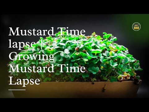 Mustard Time lapse | Growing Mustard Time Lapse