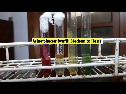 Acinetobacter lwoffii Biochemical Tests Demonstrations