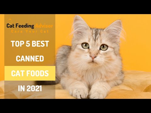 Top 5 Best Canned Cat Foods in 2021 || Cat Feeding Advisor