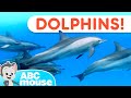 Dive Into Dolphin Fun ABCmouse Tot Umentary Animal Video For Kids