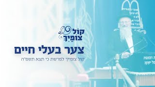 | הרב שמואל אליהו | קול צופייך לפרשת כי תצא תשפ"ה (הרב שמואל אליהו) - התמונה מוצגת ישירות מתוך אתר האינטרנט יוטיוב. זכויות היוצרים בתמונה שייכות ליוצרה. קישור קרדיט למקור התוכן נמצא בתוך דף הסרטון