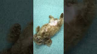 【動物癒し動画】服従わんこ